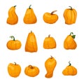 A large set of pumpkins in a cartoon style.